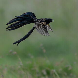 Solio - Jacksons widowbird